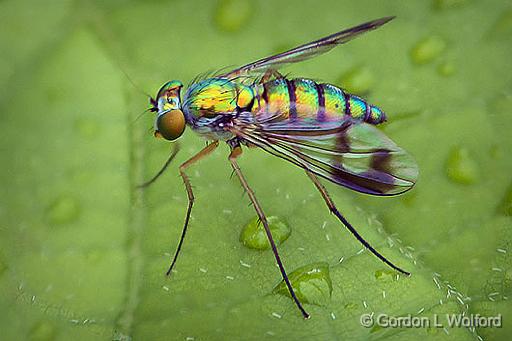 Long-legged Fly_DSCF05686.7.9.jpg - Photographed at Smiths Falls, Ontario, Canada.